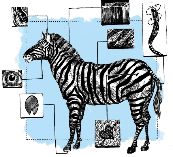 Cebra blueprint con stripes de corchetes de código y blob azul de marca — mascota de desarrollo de apps Shopify de Shugert